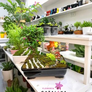 Bonsai  arbol de la abundancia