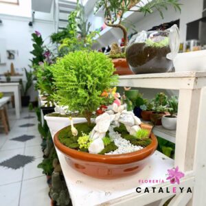 Bonsai cipres limon