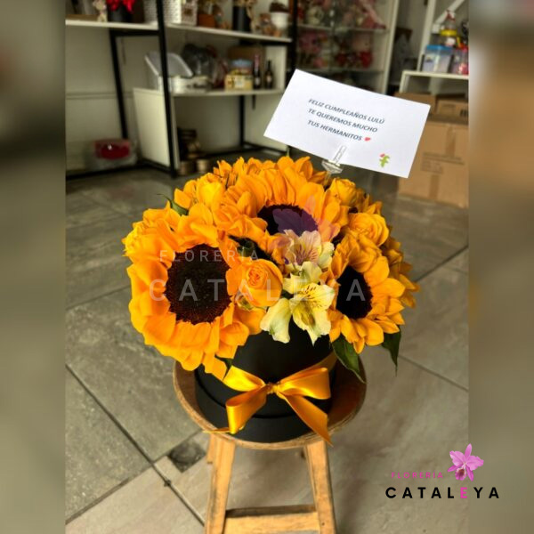 Box girasol